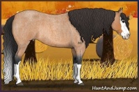 Horse Color:Bay Roan Splash Rabicano 