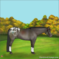 Horse Color:Liver Chestnut Appaloosa 