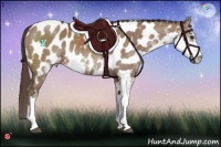 Horse Color:Liver Red Dun Sabino Near Leopard 