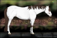 Horse Color:Liver Chestnut Appaloosa 