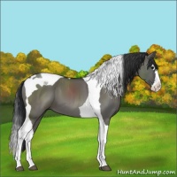 Horse Color:Grullo Splash Tobiano