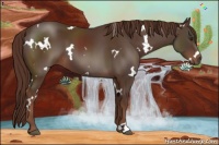 Horse Color:White Spotted Liver Chestnut