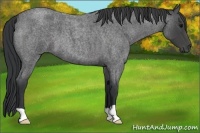 Horse Color:Blue Roan 