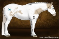 Horse Color:Classic Cream Champagne Roan Splash Tobiano Frame Appaloosa Rabicano 