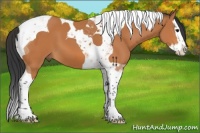 Horse Color:Bay Splash Tobiano