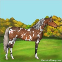 Horse Color:White Spotted Silver Buckskin 