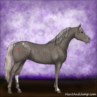 Horse Color:Silver Black Appaloosa 