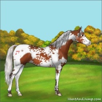 Horse Color:Silver Bay Splash Tobiano 