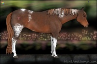 Horse Color:White Spotted Liver Chestnut Tobiano 