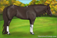 Horse Color:White Spotted Liver Chestnut Tobiano 