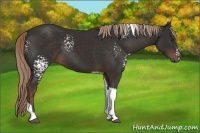 Horse Color:White Spotted Liver Chestnut Tobiano 