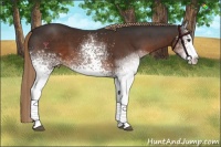 Horse Color:White Spotted Liver Chestnut 
