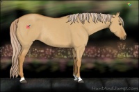 Horse Color:Palomino Dun Rabicano 