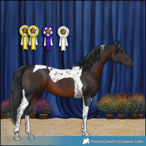 Horse Color:Brown Tobiano 