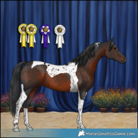 Horse Color:Brown Tobiano