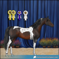 Horse Color:Brown Tobiano 