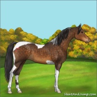 Horse Color:Buckskin Tobiano 