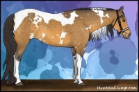 Horse Color:White Spotted Buckskin Tobiano