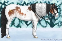 Horse Color:White Spotted Bay Tobiano 