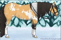 Horse Color:White Spotted Buckskin