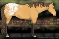 Horse Color:Buckskin Varnish 