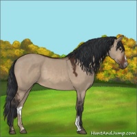 Horse Color:Brown Dun Sabino