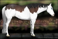 Horse Color:Bay Splash Rabicano