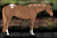 Horse Color:Chestnut Appaloosa 