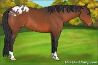 Horse Color:Bay Appaloosa 