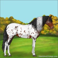 Horse Color:Bay Tobiano Appaloosa 