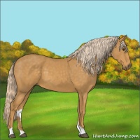 Horse Color:Palomino 