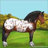 Horse Color:Bay Appaloosa 