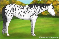 Horse Color:Black Splash Appaloosa 