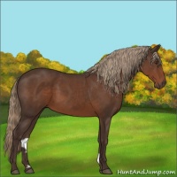 Horse Color:Liver Chestnut 