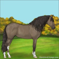 Horse Color:Smoky Grullo