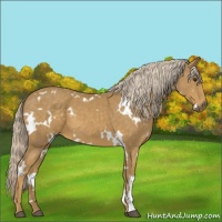 Horse Color:White Spotted Palomino 