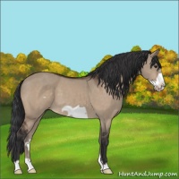 Horse Color:Brown Dun Frame 