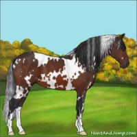 Horse Color:White Spotted Brown 
