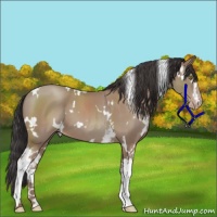 Horse Color:White Spotted Classic Champagne