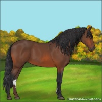 Horse Color:Bay Sabino 