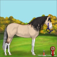 Horse Color:Bay Dun Splash 