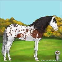 Horse Color:Bay Splash Appaloosa