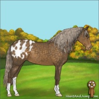 Horse Color:Chocolate Palomino Appaloosa