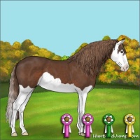 Horse Color:Liver Chestnut Splash 