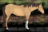 Horse Color:Amber Cream Champagne 