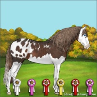 Horse Color:Liver Chestnut Sabino Splash Appaloosa 