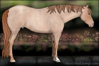Horse Color:Gold Champagne Roan 