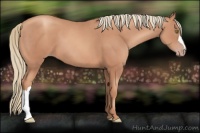 Horse Color:Gold Champagne