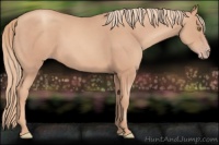 Horse Color:Gold Champagne 