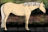 Horse Color:Gold Cream Champagne